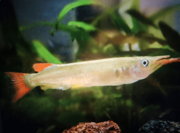 Celebes half beak 5-6cm