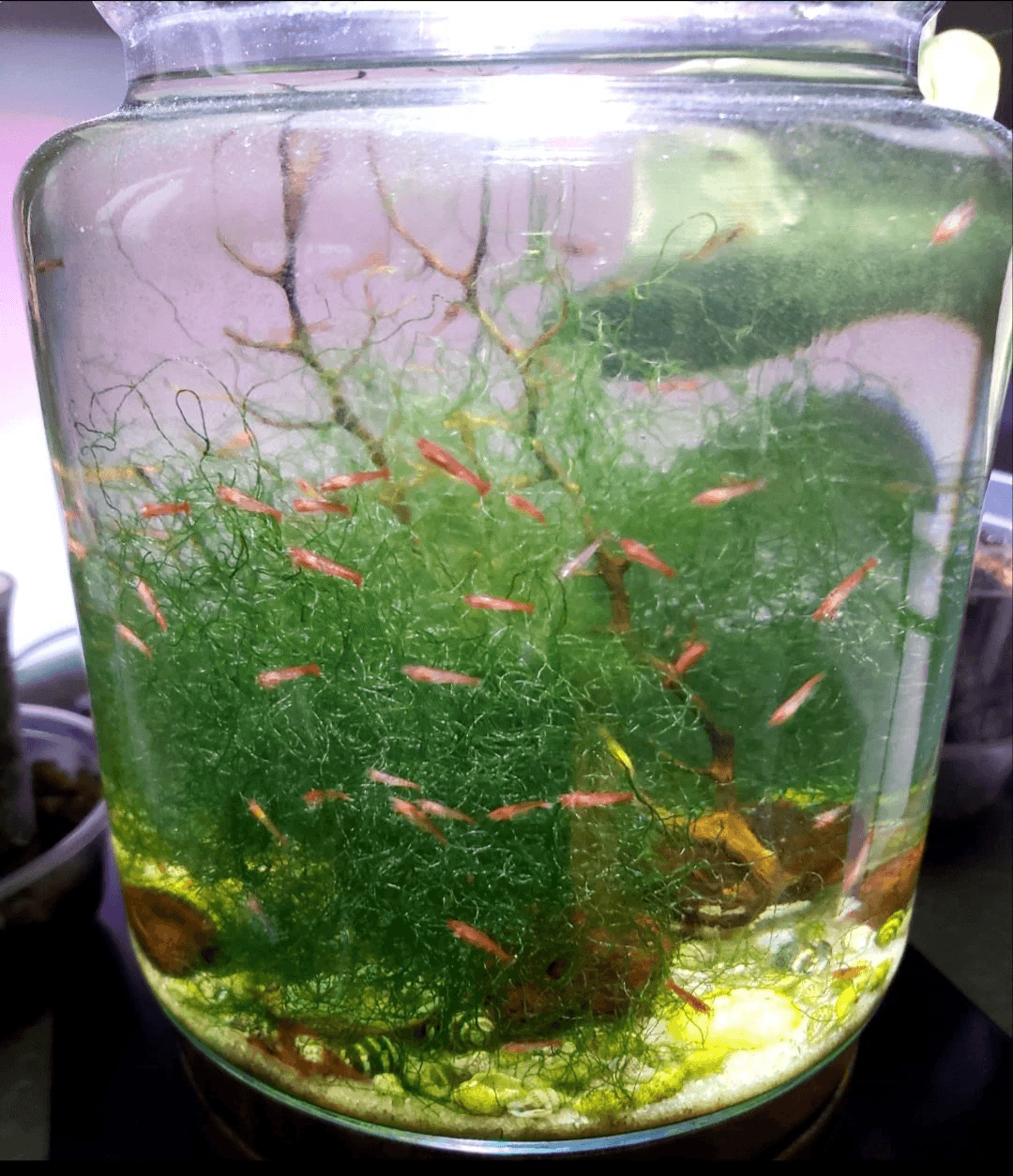 Chaeto Macro Algae for Opae Ula live plant