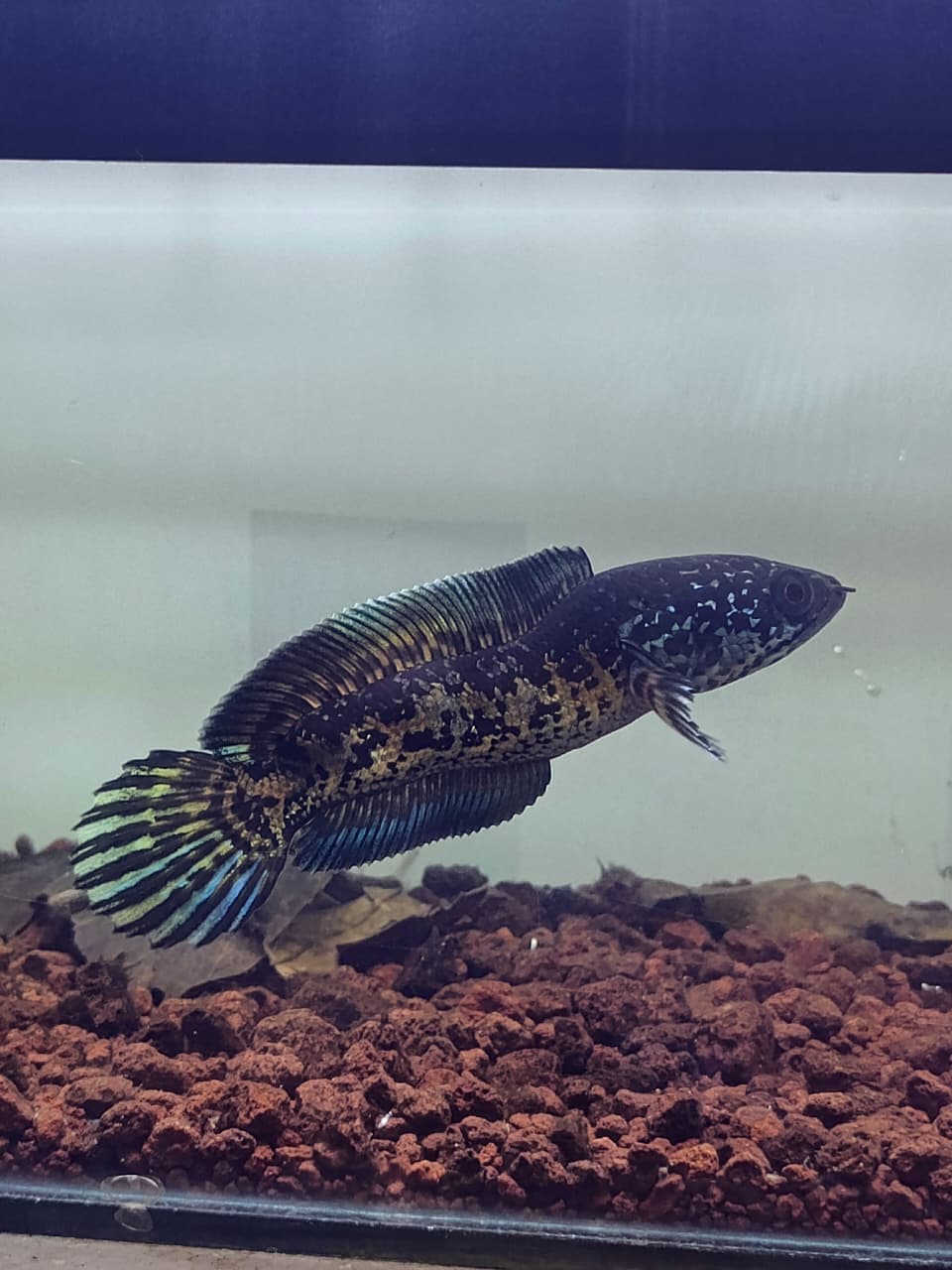 Channa Auranti Captive Breed Short Body and bent body