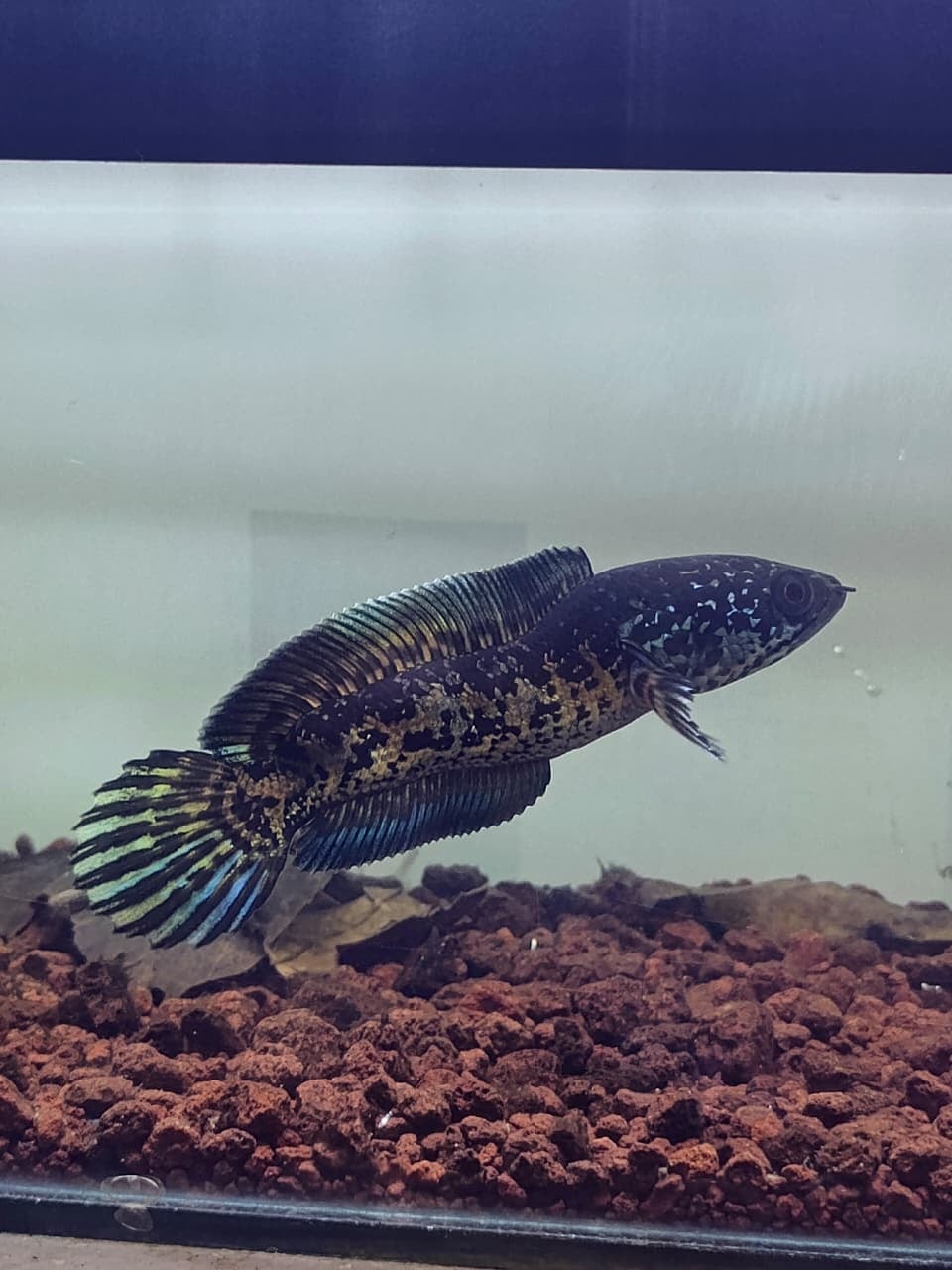 Channa Auranti Captive Breed Short Body and bent body