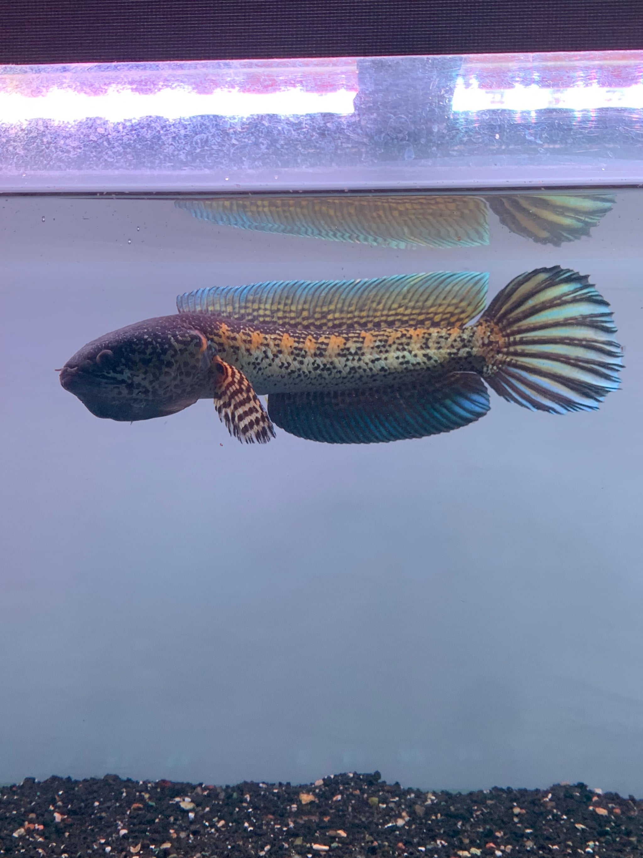 Channa Auranti Captive Breed