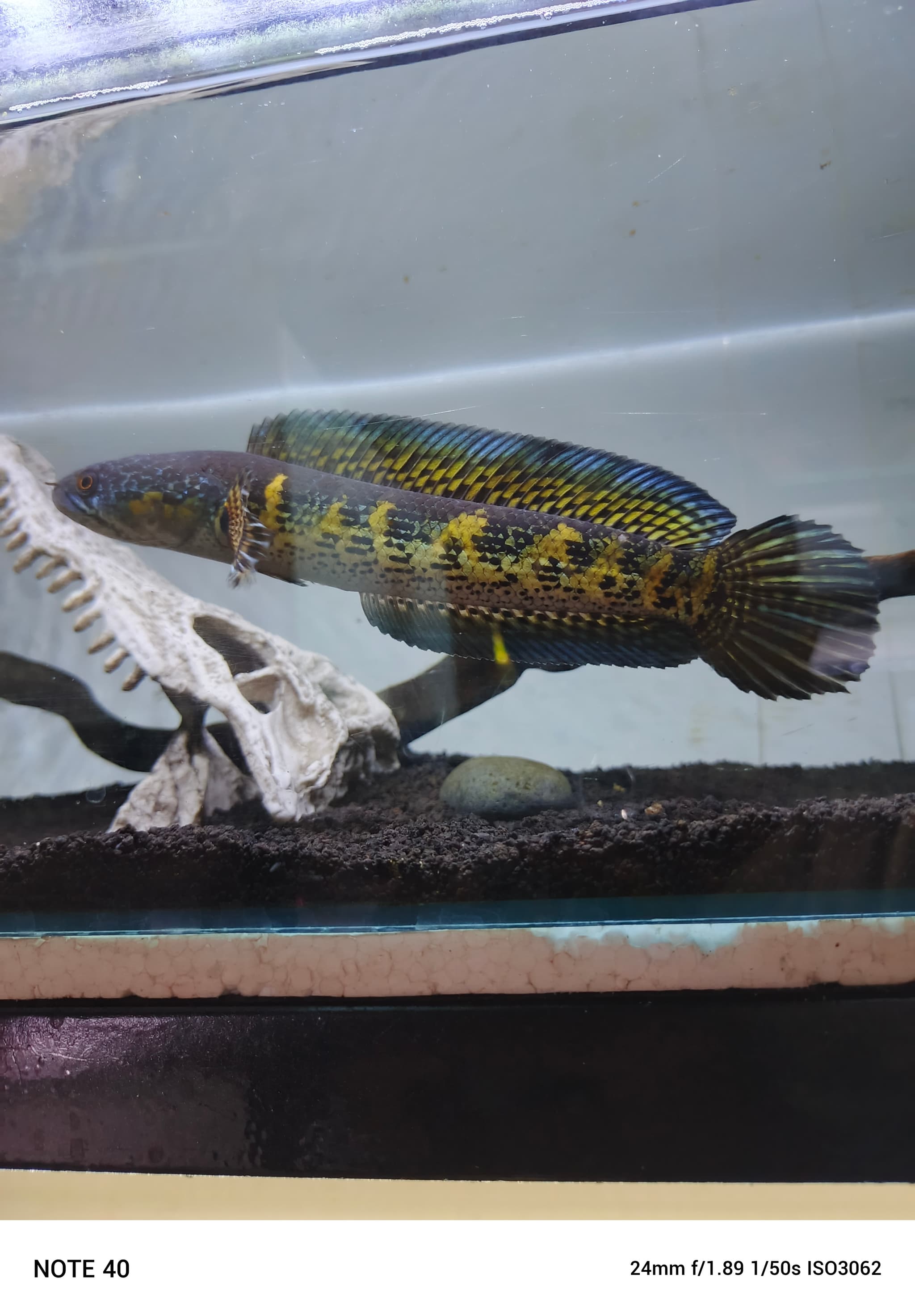 Channa Auranti WC 02