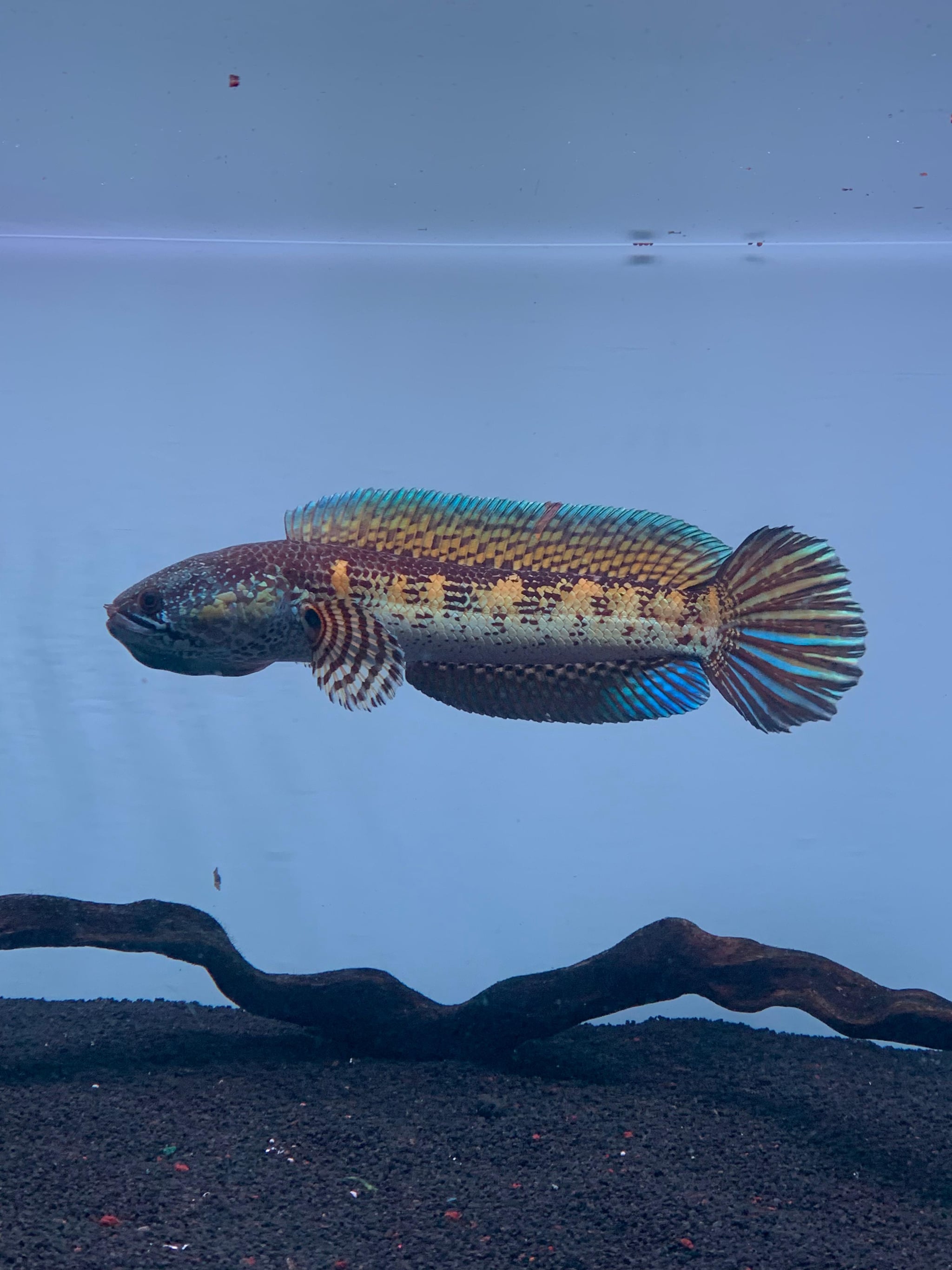 Channa Auranti WC 01