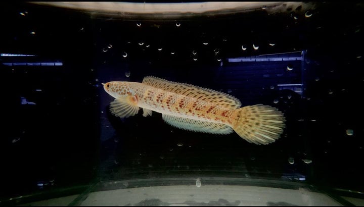 Channa Aurantimaculata