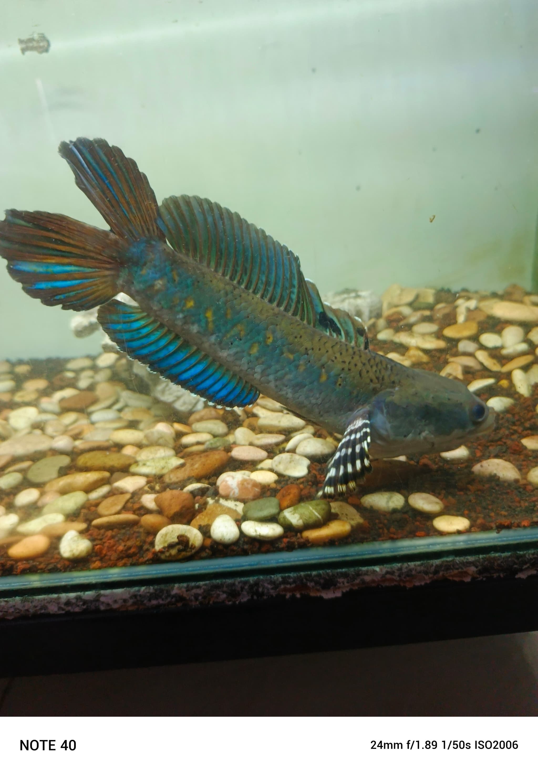 Channa Blue Pulchra Double Tail SB