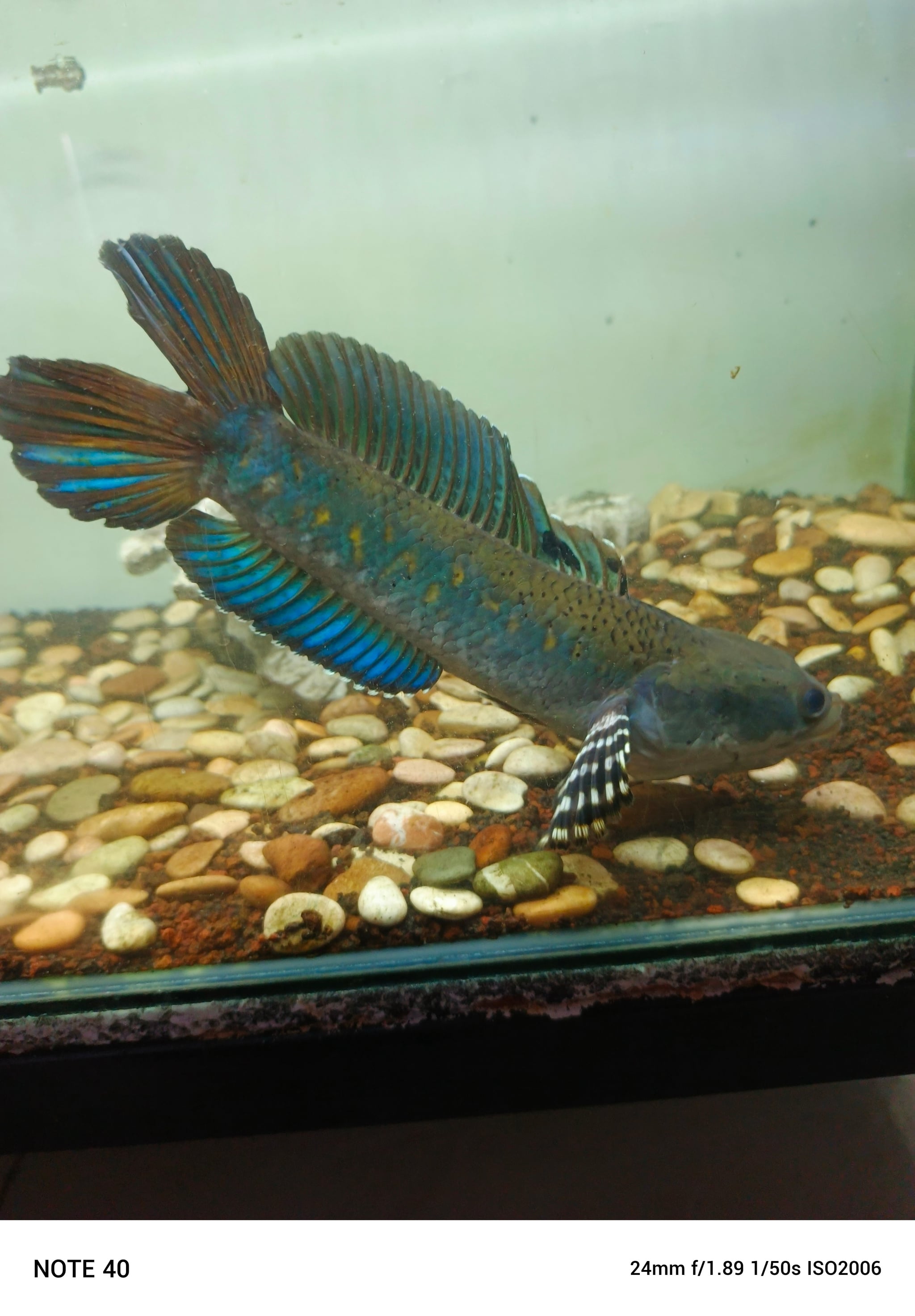 Channa Blue Pulchra Double Tail SB
