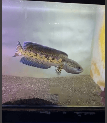 Channa Golden Cobra 20cm High Quality