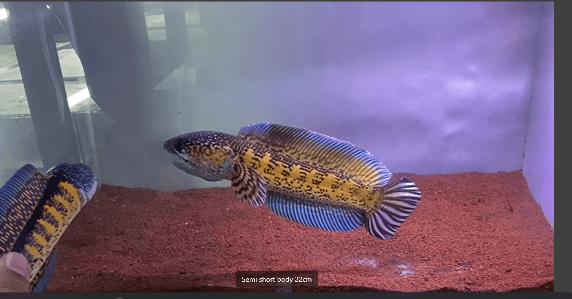 Channa Golden Cobra 22cm High Quality