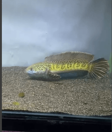 Channa Golden Cobra 25cm High Quality