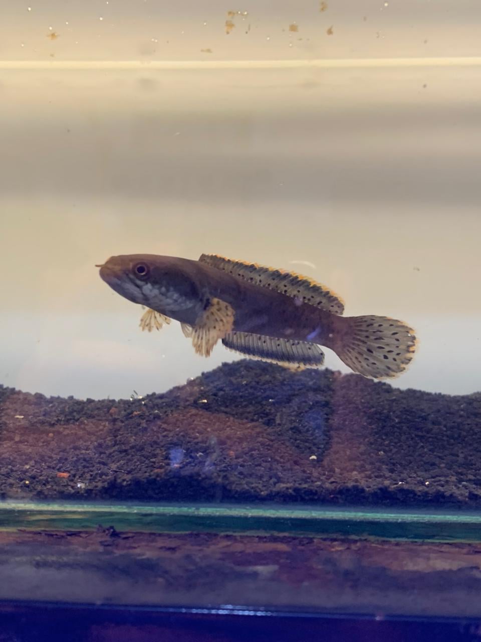 Channa Limbata Butterfly