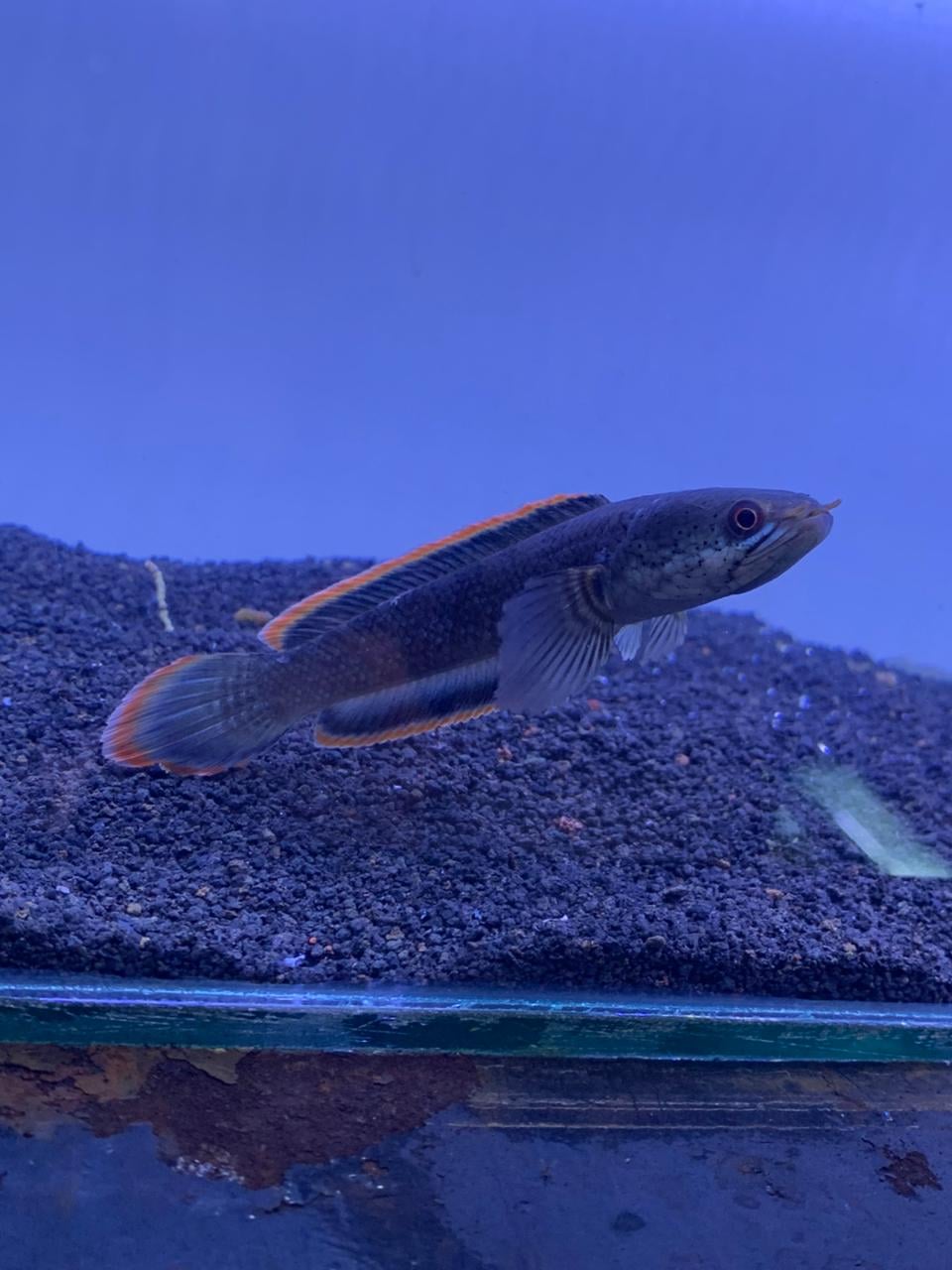 Channa Limbata Captive Breed