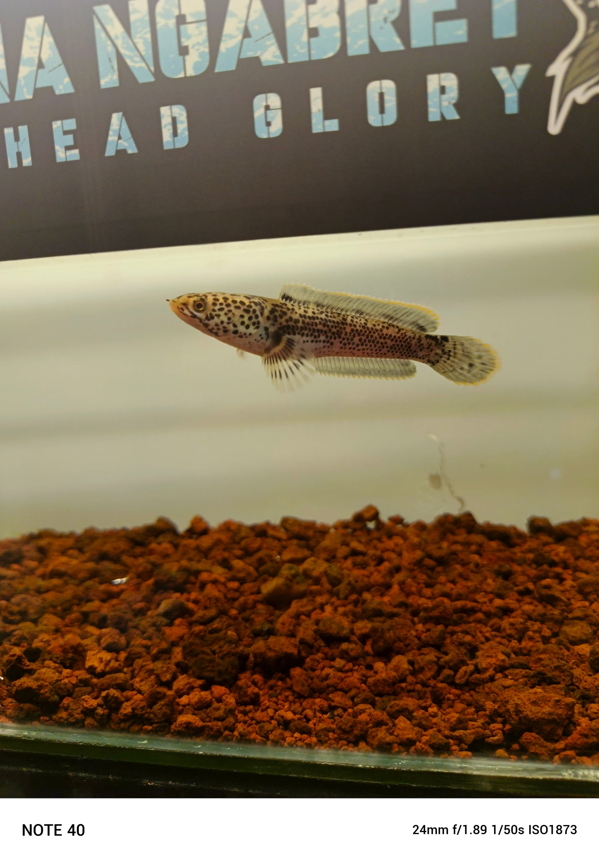 Channa Limbata Granite