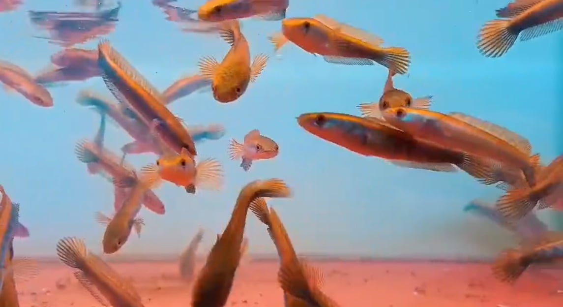 Channa Maruliode Red Maru