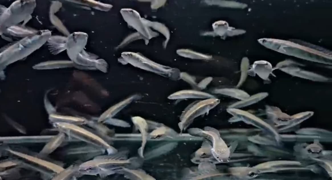 Channa Maruliodes Yellow Maru