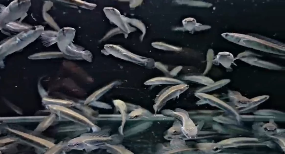 Channa Maruliodes Yellow Maru