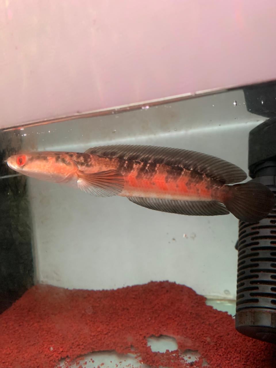 Channa Red Maruliodes Sanggu 01