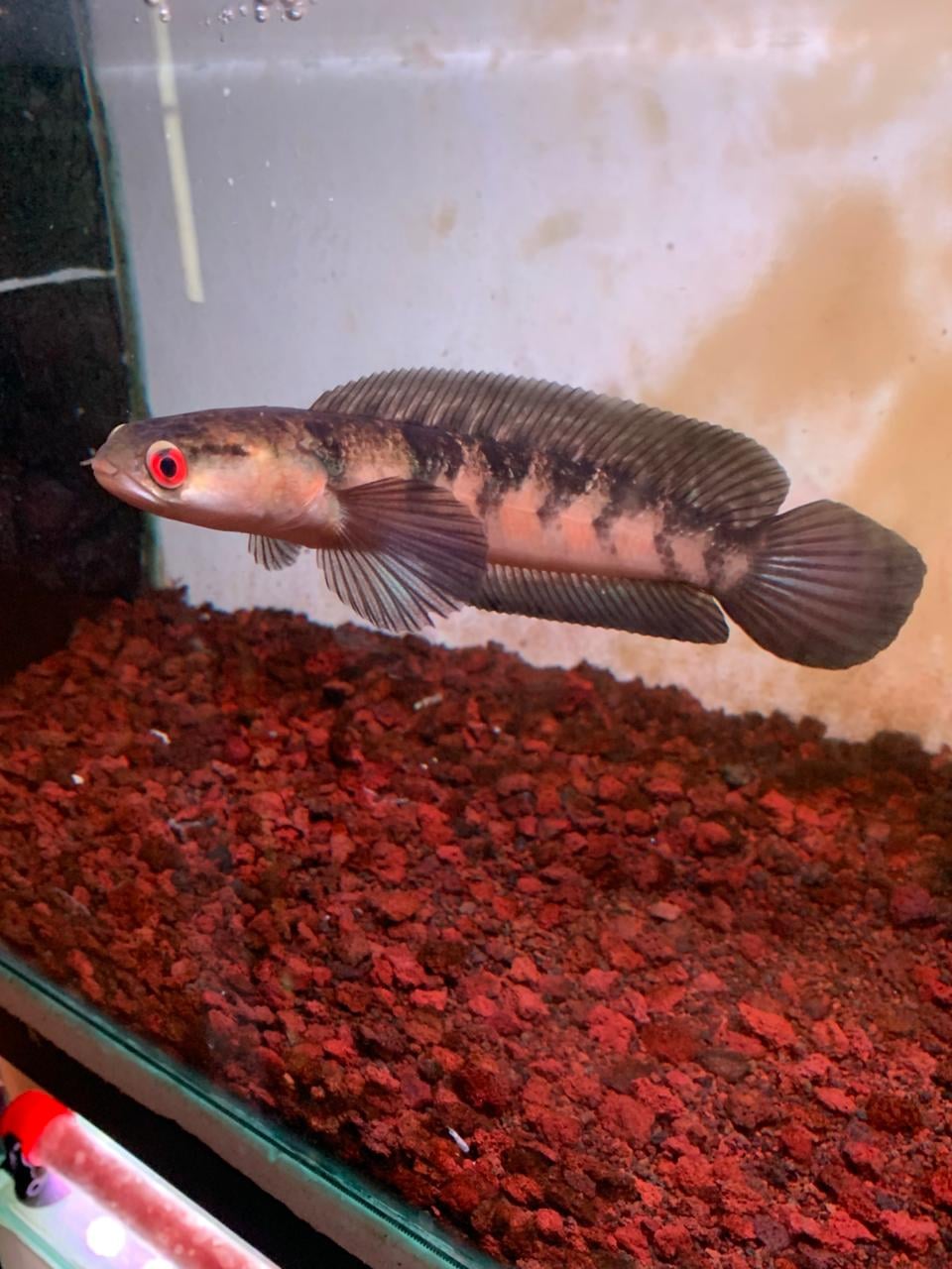 Channa Red Maruliodes Lempuyang