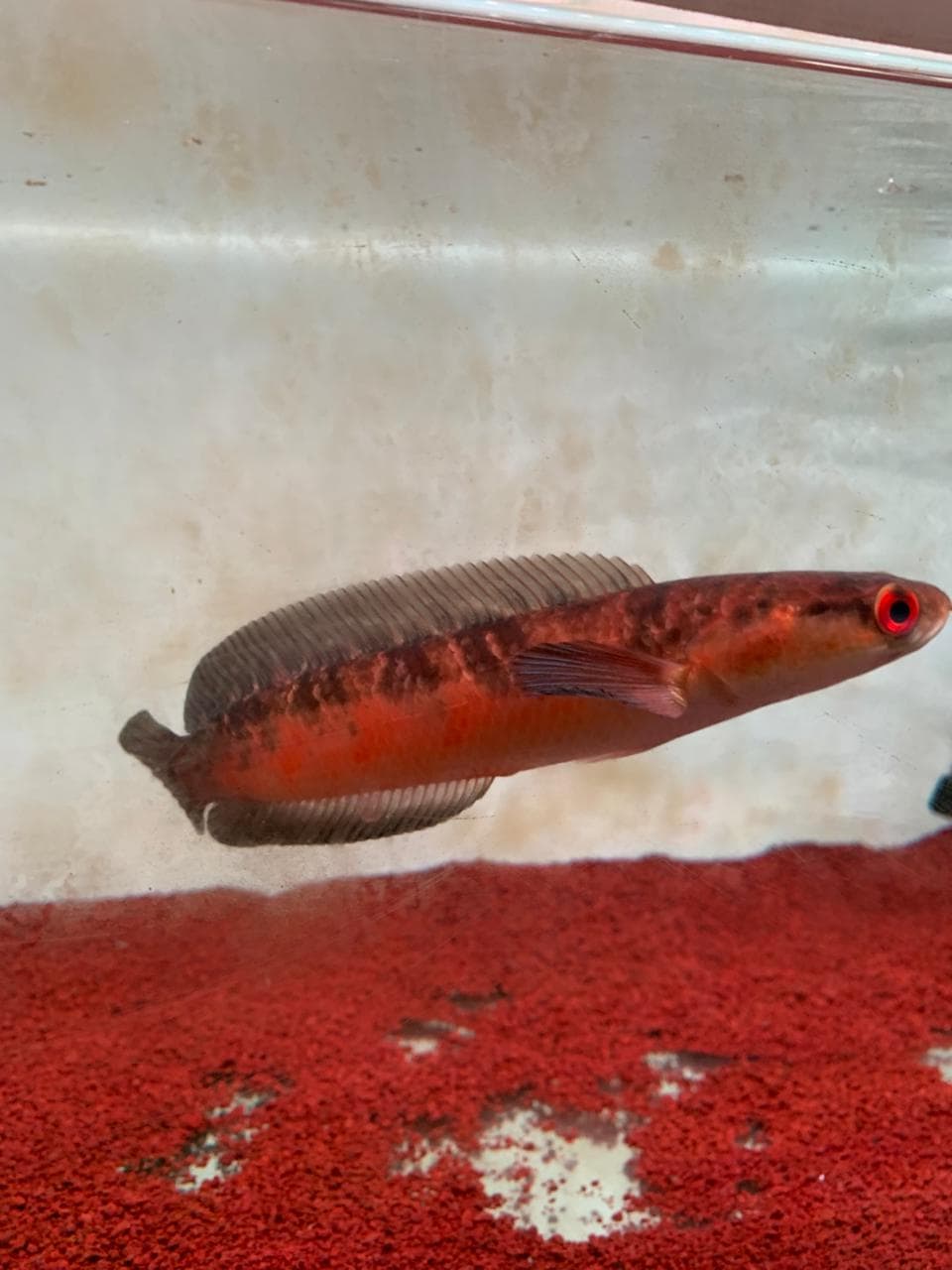 Channa Red Maruliodes Sanggu 02