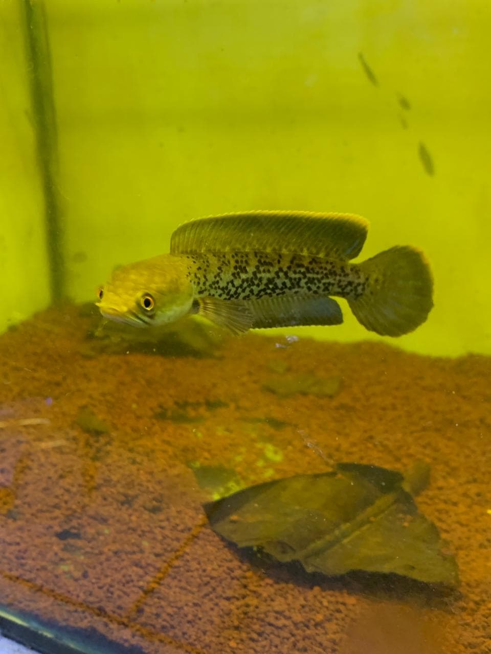 Channa Stewarti Karbianglong