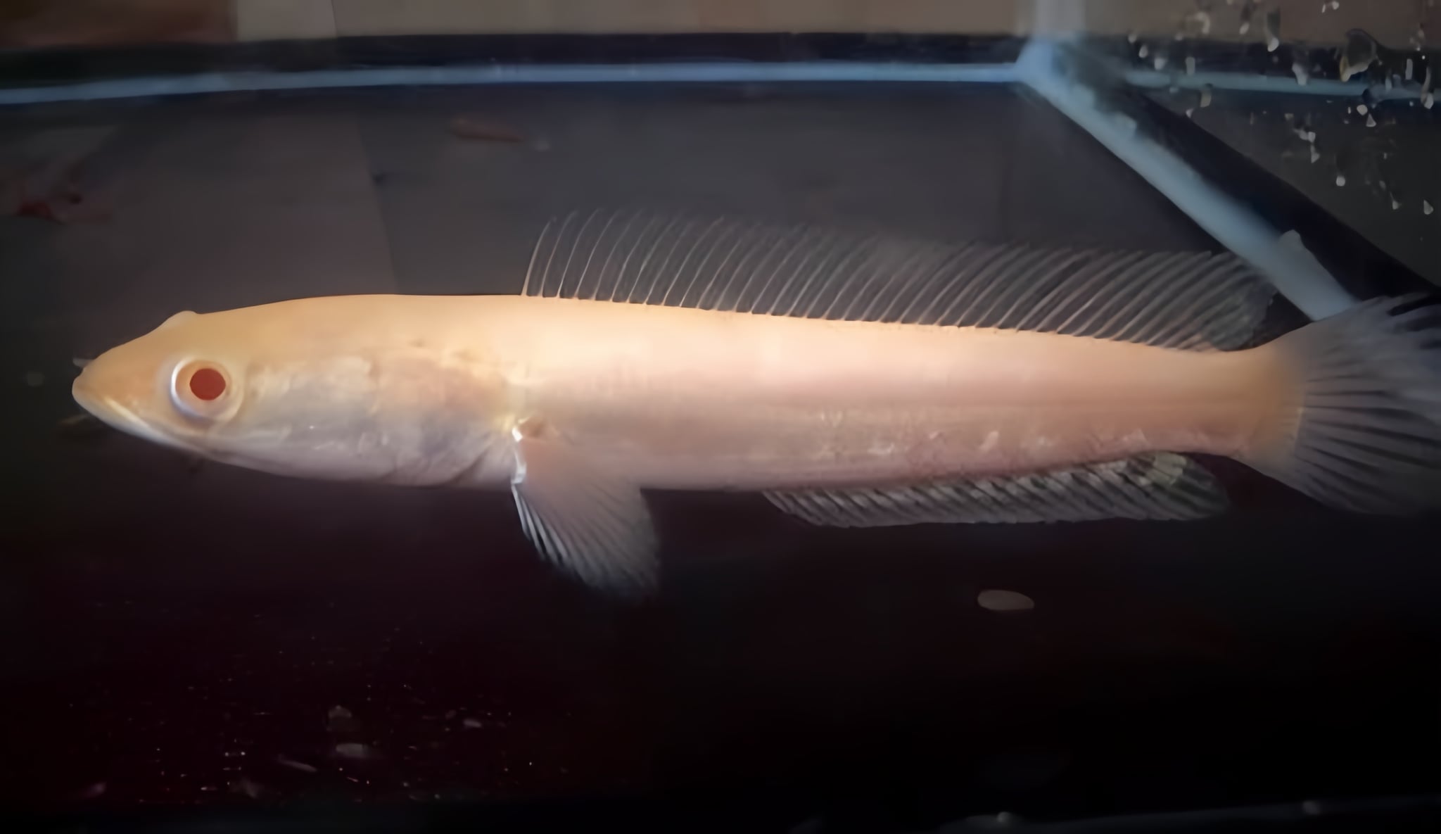 Channa Striata Albino