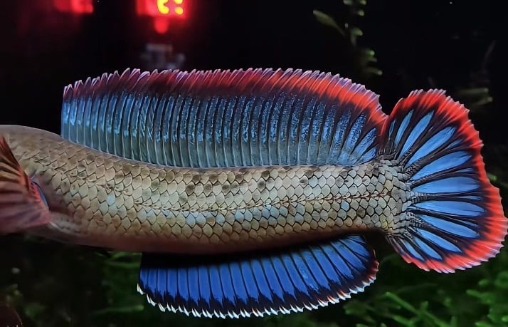 Channa gachua short body