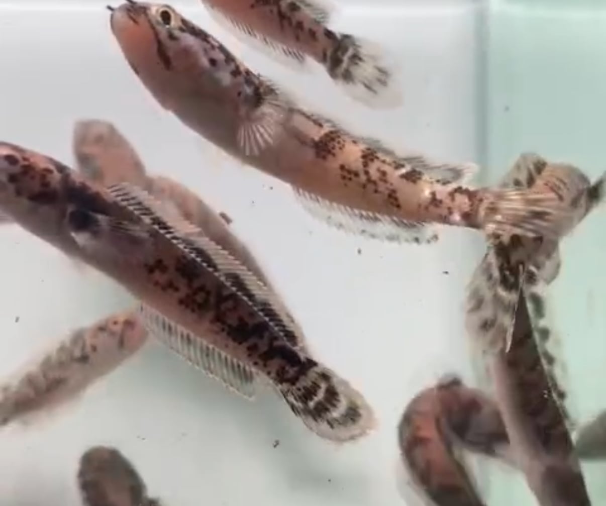 Channa limbata granite