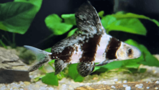 Chinese Hi fin loach 6-8cm