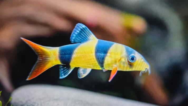 Clown loach 5cm- 10cm