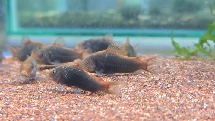 Corydoras Hephaestus 3cm