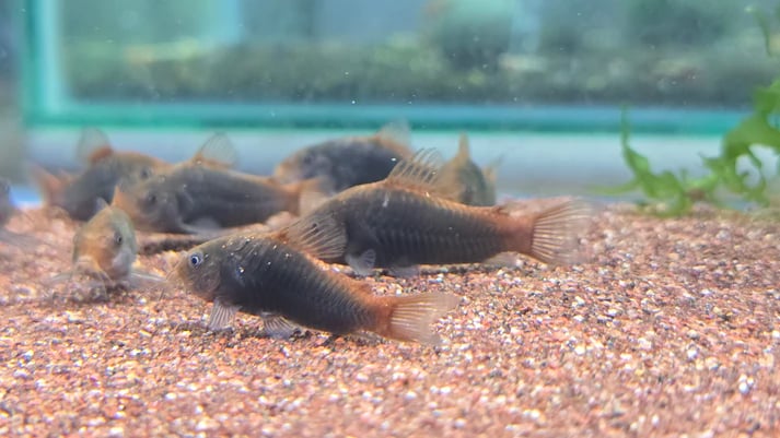 Corydoras Hephaestus 3cm
