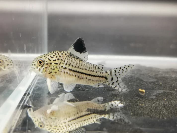 Corydoras Julii 2.5cm