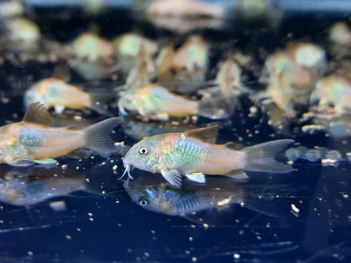 Corydoras Orange Venezuela 2.5cm