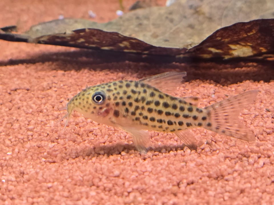 Corydoras araguaiensis C68 3cm