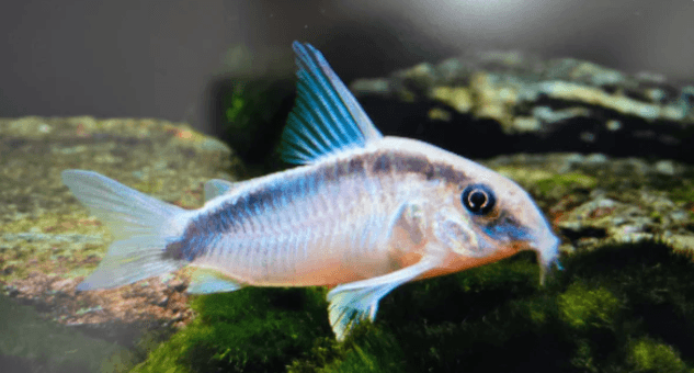 Corydoras arcuatus 3-4cm