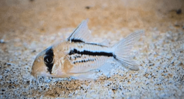 Corydoras axelrodi 3cm