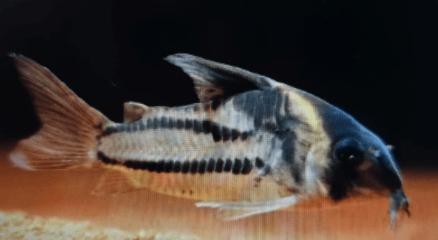 Corydoras cw127