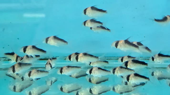 Corydoras duplicareus 2.5-3cm