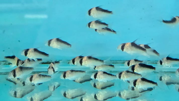 Corydoras duplicareus 2.5-3cm