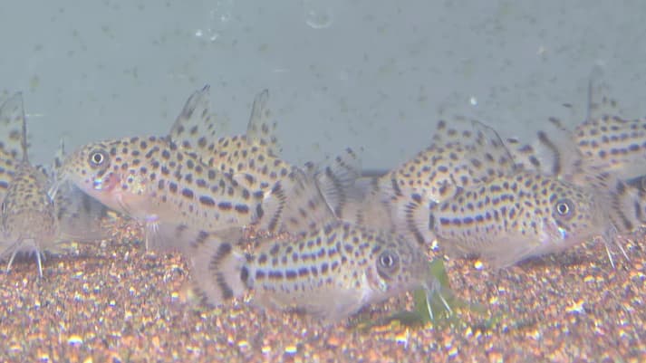 Corydoras knaacki 2cm