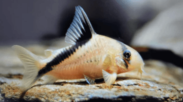 Corydoras melini 4cm