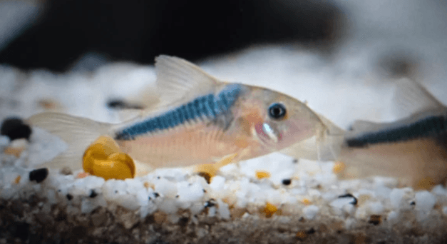 Corydoras rabauti 3-4cm