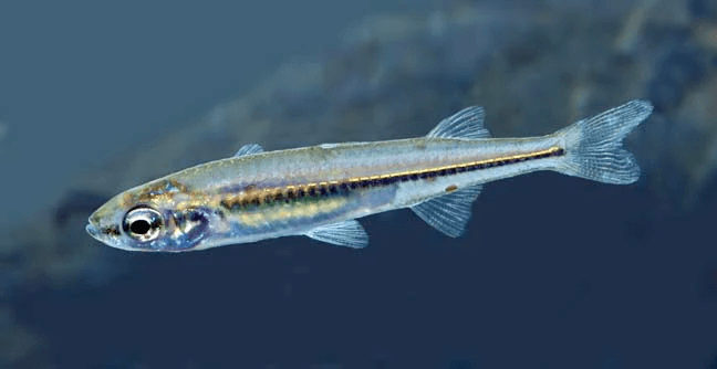 Craterocephalus Fulvus