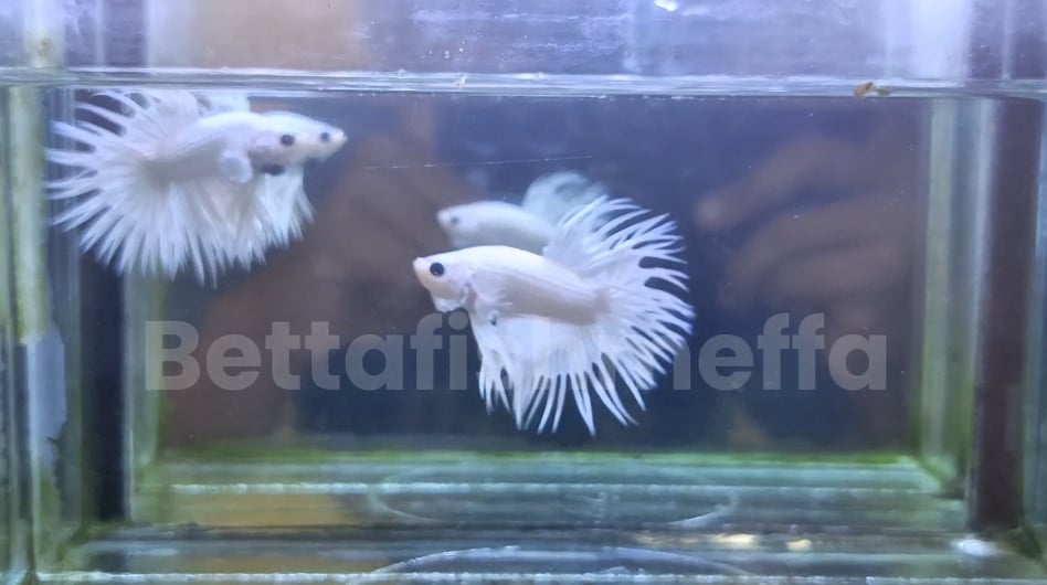 One pair Crowntail betta white platinum