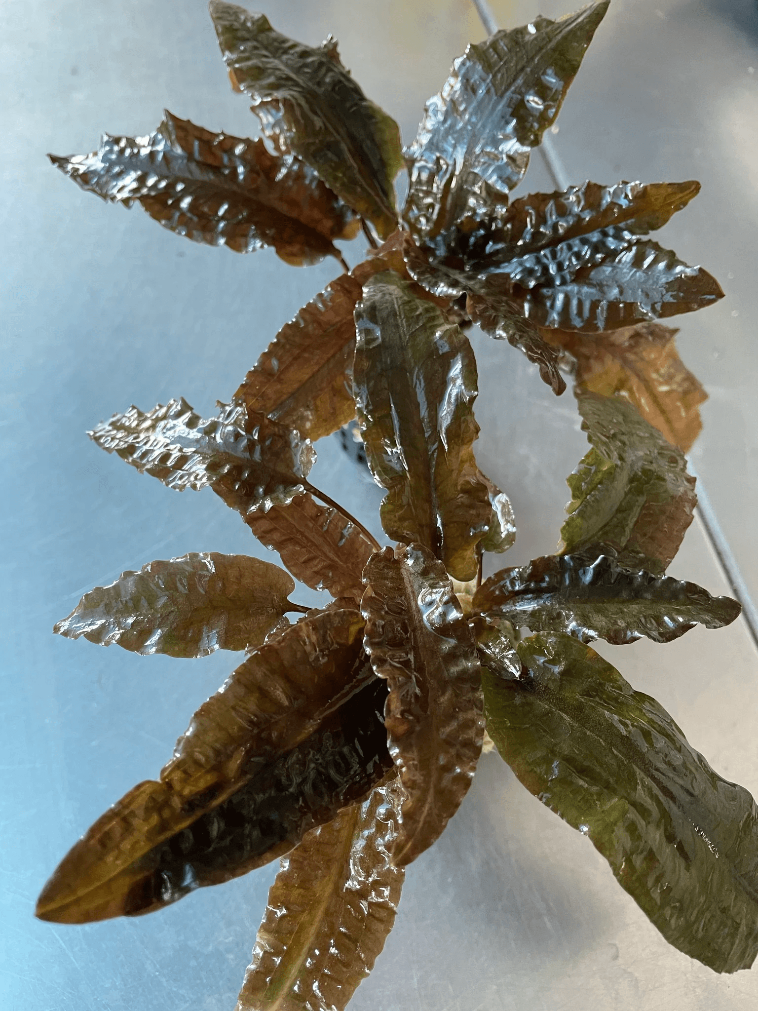 Cryptocoryne wendtii 'tropica'