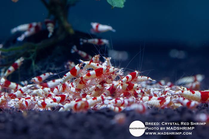 Crystal Red Shrimp