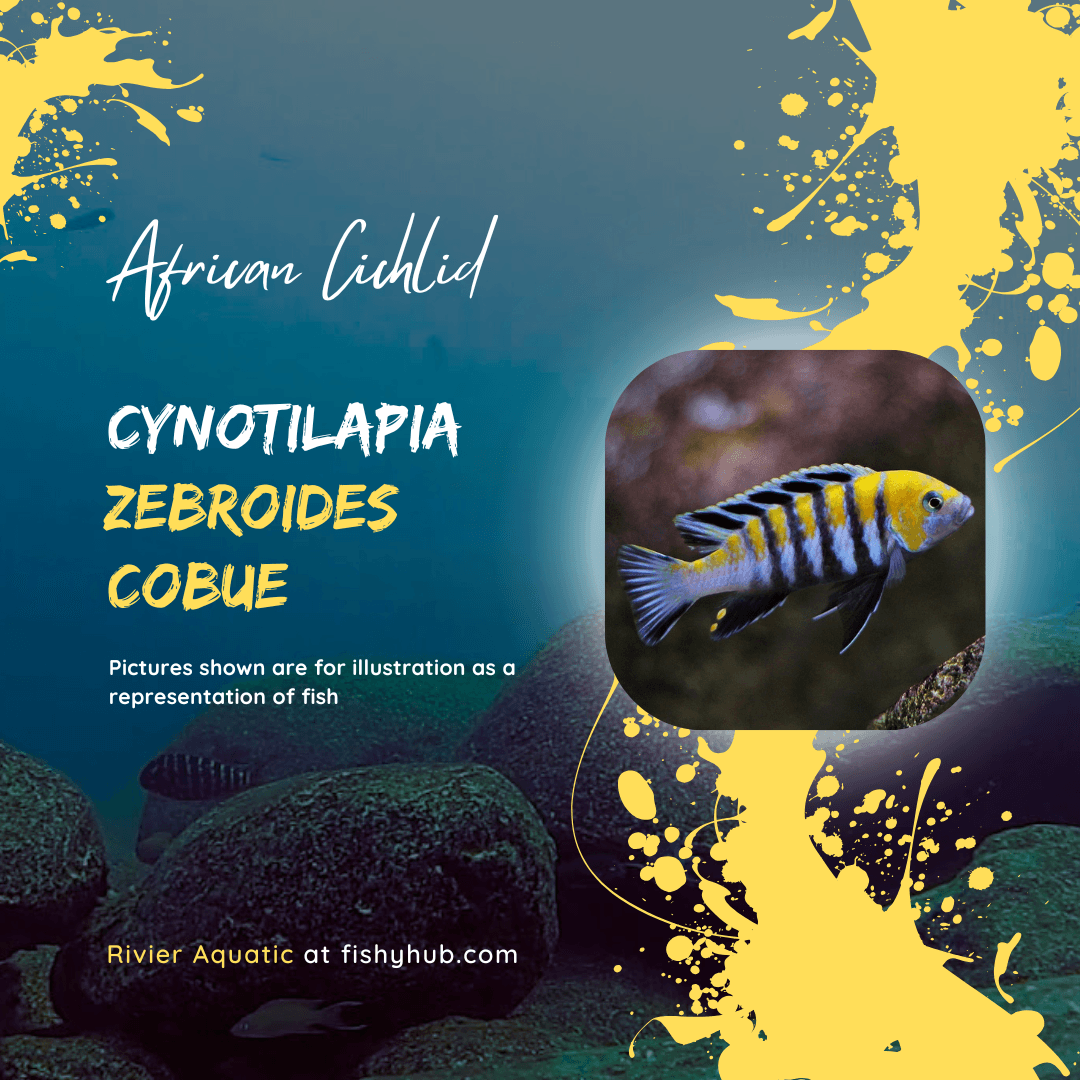 Cynotilapia Afra Cobue Cichlid