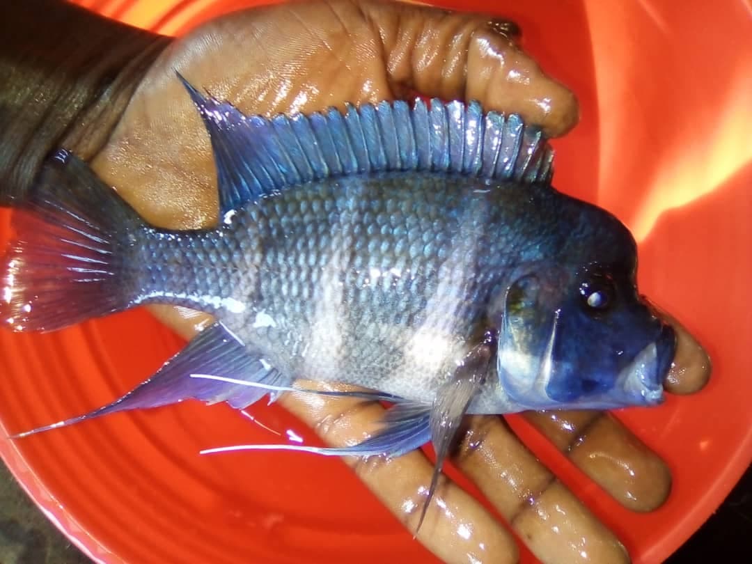 Cyphotilapia Frontosa Moba blue Zaïre Cichlid