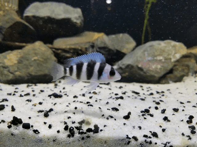 Cyphotilapia Frontosa