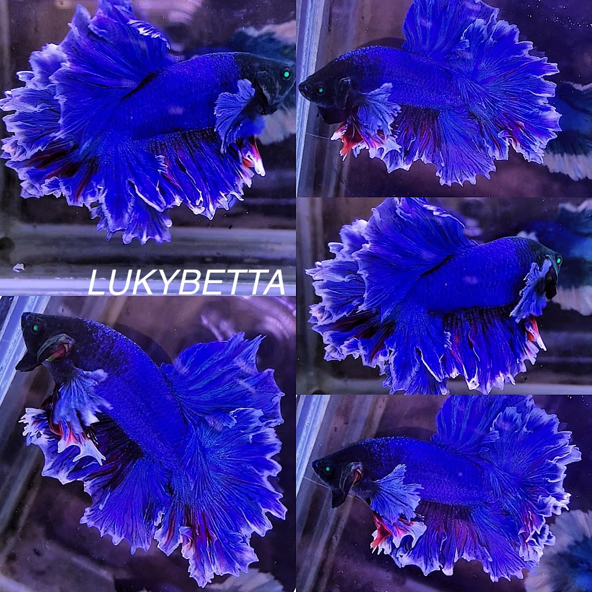 DUMBO BLUE KING ROSETAILS