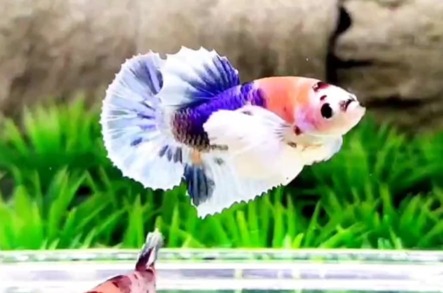 DUMBO EAR MULTICOLOUR